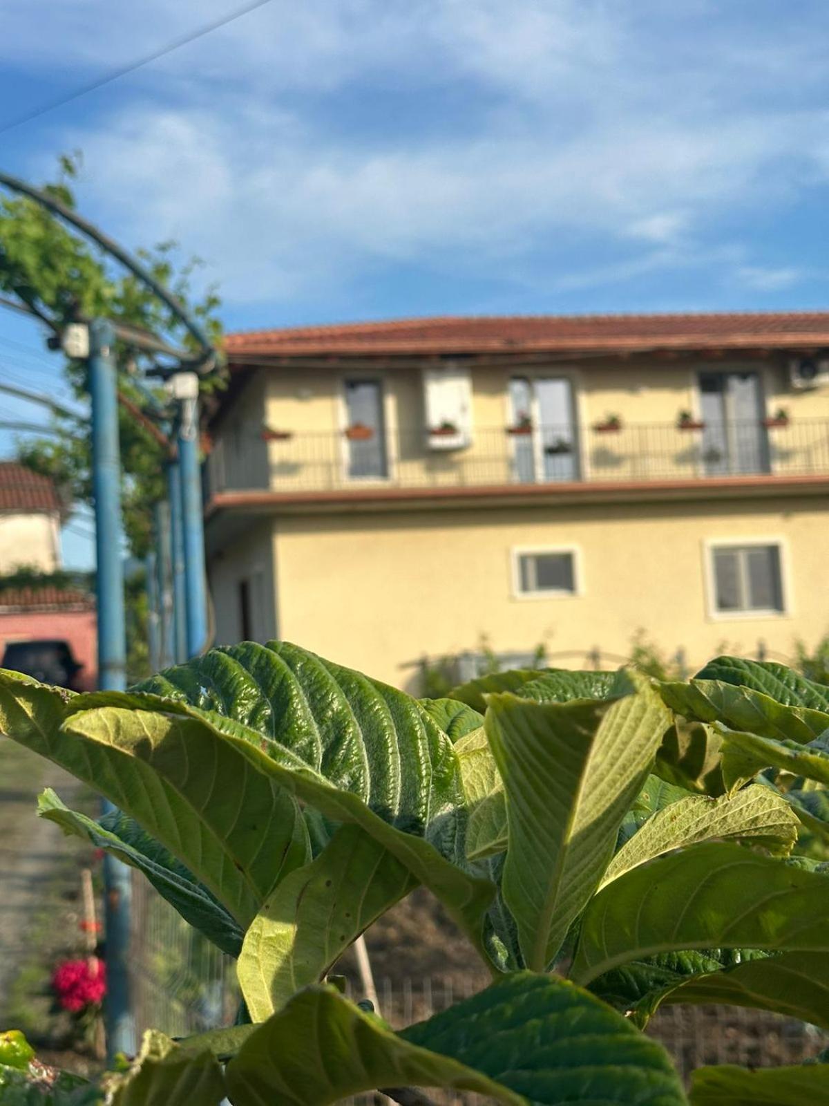 Guesthouse Marku - Mrizi I Zanave Fishte Buitenkant foto